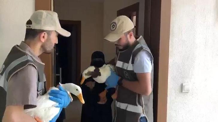 Tartışılan ördeklere İçişleri Bakanlığı sahip çıktı