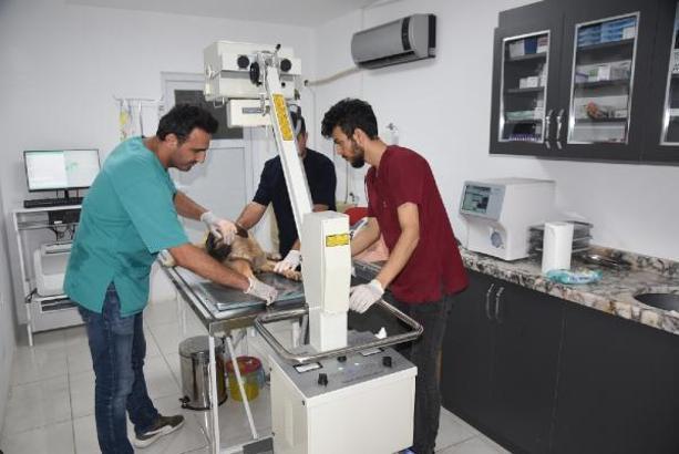 Osmaniye’de, sokak hayvanları için 24 saat klinik hizmeti