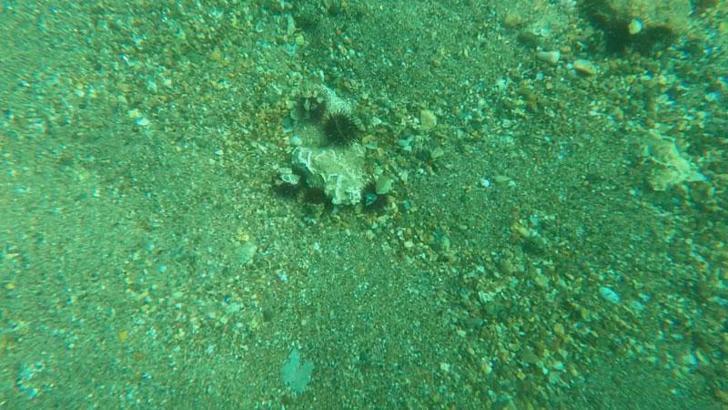 Marmara'da denizkestanesi artışıyla gelen tehlike sinyali