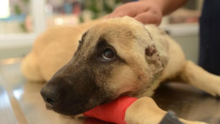 Kulakları kesilen köpek tedaviye alındı