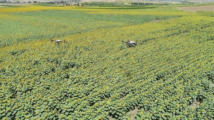 Balıkesir’de çayır tırtıllarına karşı ZİHA’lar ile mücadele ediliyor