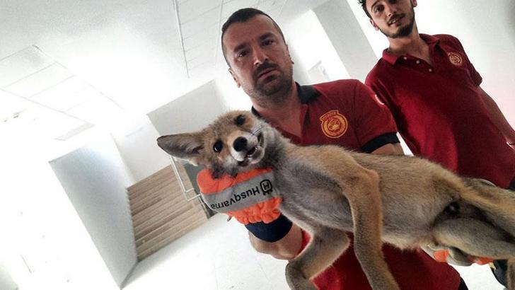 Okul binasına giren tilki, yakalanıp, doğaya salındı