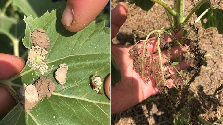 'Çayır tırtılı', Manyas'taki ayçiçeği tarlalarını da istila etti