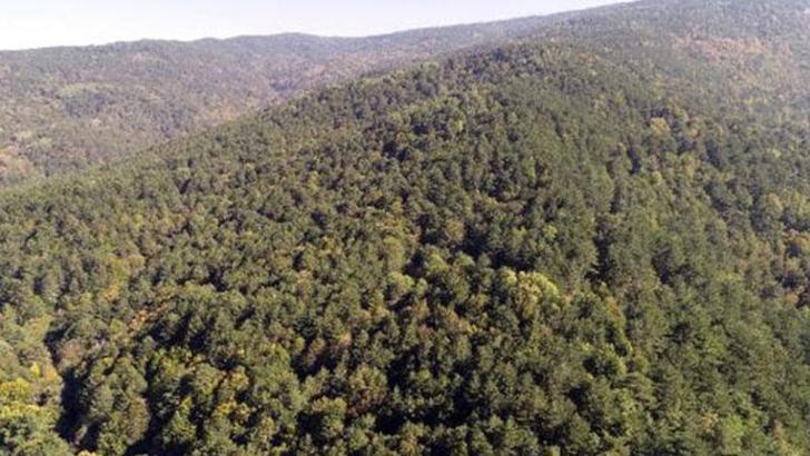 Aydın'da ormanlara girişler 23- 27 Temmuz tarihleri arasında yasaklandı