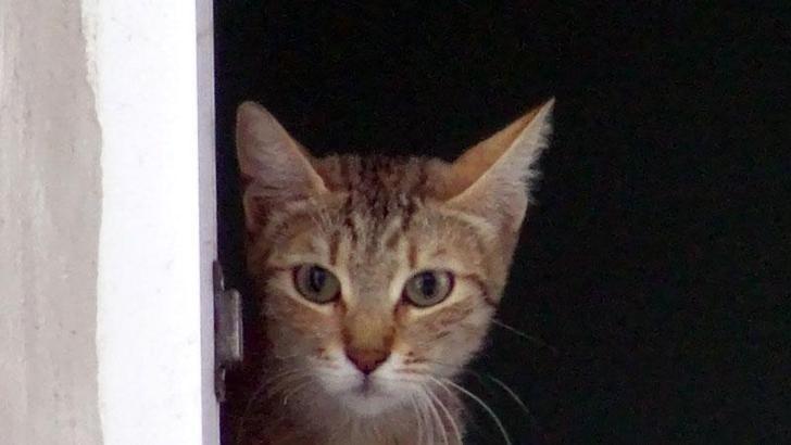 Avcılar’da girdiği depoda mahsur kalan kediyi kurtarma seferberliği