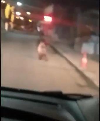 Rize’de sokağa inen ayı kamerada