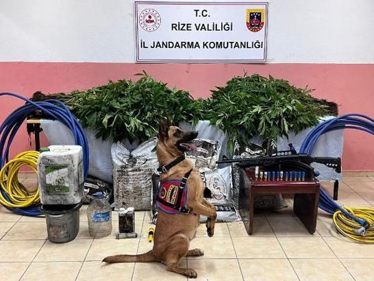 Rize’de orman içinde 566 kök kenevir ele geçirildi