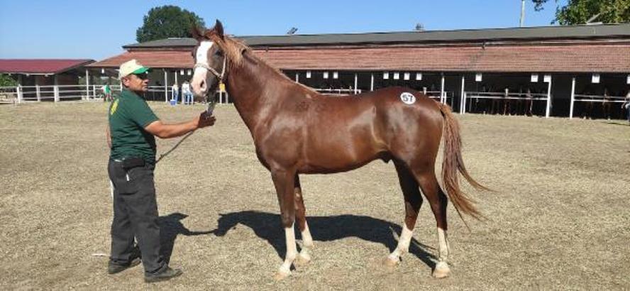 TİGEM'de safkan Arap koşu tayı satışı yapıldı