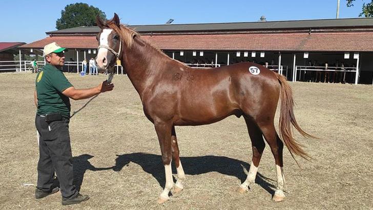 TİGEM'de safkan Arap koşu tayı satışı yapıldı