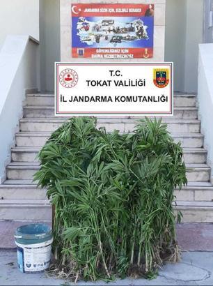 Jandarmadan kenevir operasyonu