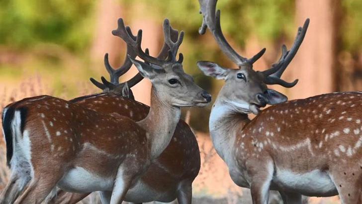 Alageyik sayısında rekor artış