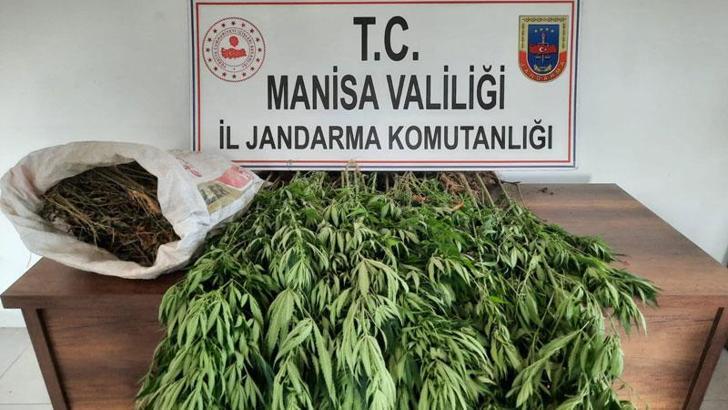 Ormanda 1 kilo 700 gram esrar ve 180 kök Hint keneviri ele geçirildi