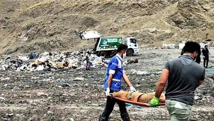Çöplükte ölmek üzereyken bulunan köpekler, sedyeyle taşındı