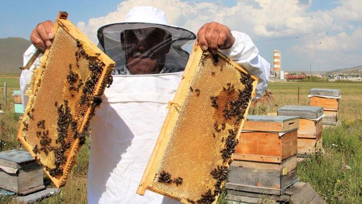 Kafkas arılarının tescilli balında 900 ton üretim beklentisi