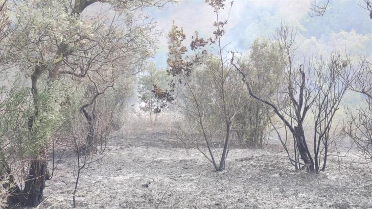 Bursa'da zeytinlik yangını