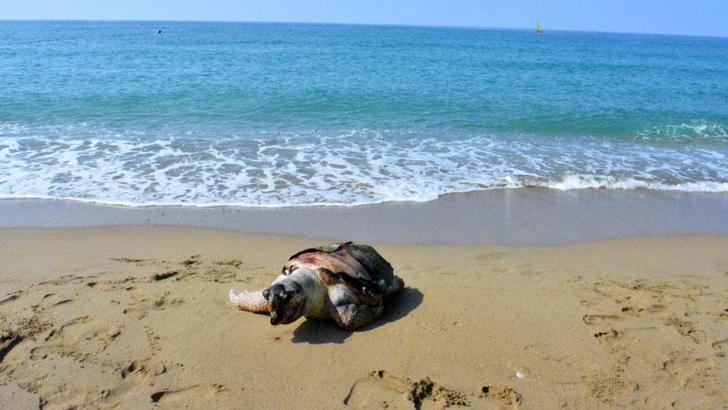 Antalya'da 2 ölü deniz kaplumbağası sahile vurdu