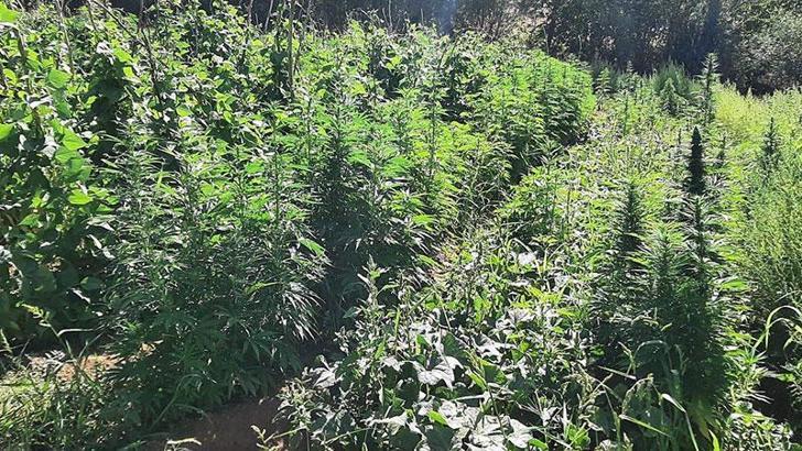 Bingöl'de 1 milyon kök kenevir ele geçirildi