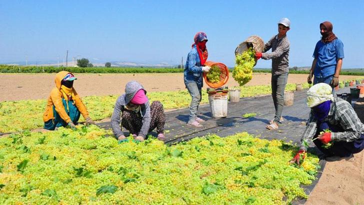 Manisalı üzüm üreticisinin gözü, Cumhurbaşkanı Erdoğan'ın açıklaması beklenen fiyatta