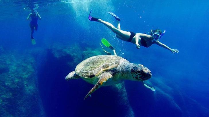 Caretta carettalara dokunmayın uyarısı