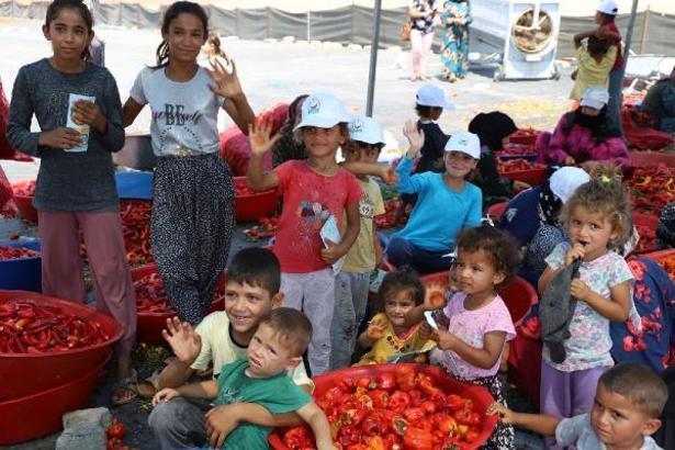 Şanlıurfa’da isot tarlasında çalışanlara ‘güneş çarpması’ uyarısı