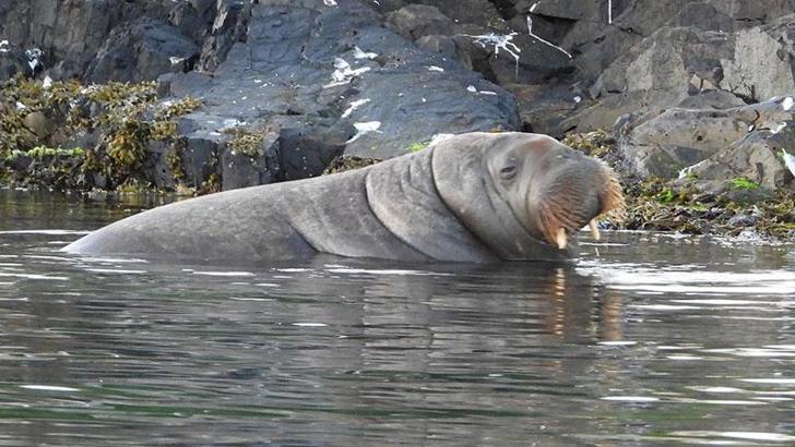 Norveç’te Freya adlı dev deniz aygırı uyutuldu