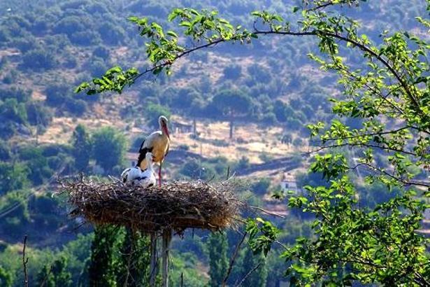'Leyleklere yeni yuva' projesi ADM Elektrik şirketine uluslararası ödül getirdi