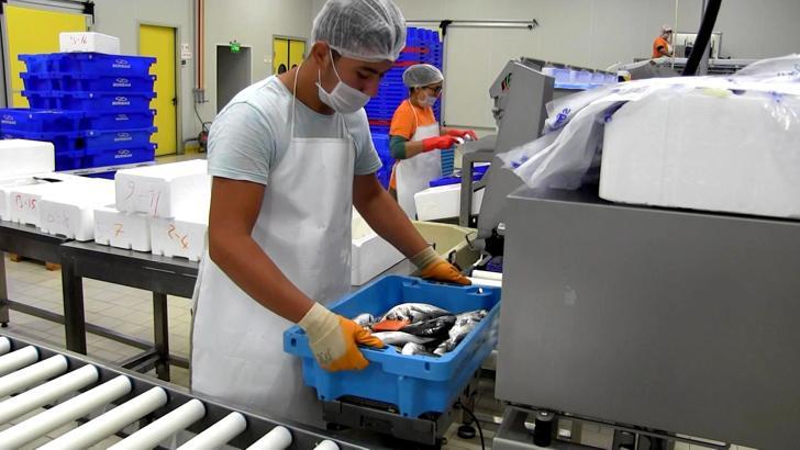 Su ürünleri ihracatında 2023 hedefi erken aşıldı; ihracat 1,4 milyar dolara yaklaştı