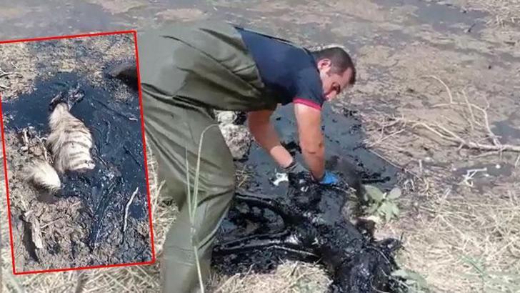 Batman’da nesli tükenme tehlikesi altındaki çizgili sırtlan petrol atığında öldü