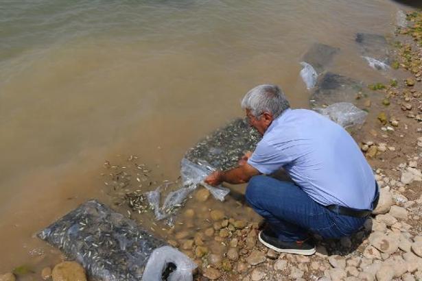 Atatürk Baraj Gölü'ne 4 milyon yavru balık bırakıldı