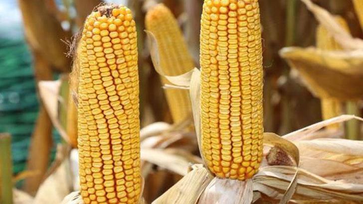 TMO: Mısır hasadı lokal olarak başladı