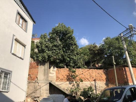 İncir ağacından düşen kadın öldü