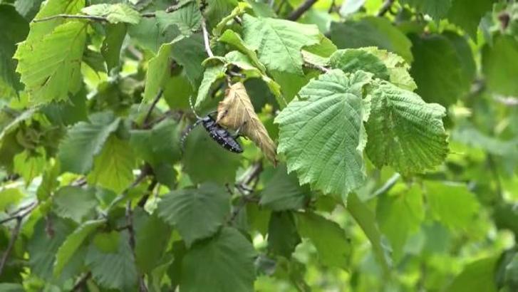 Prof. Dr. Kadıoğlu: Türkiye'de tropikal hastalıklar için polikliniklerin kurulması gerekecek