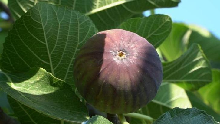 Mustafakemalpaşa’da incir hasadı başladı