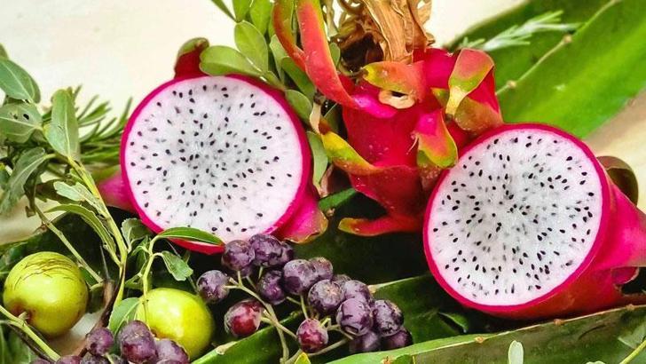 Aydın Büyükşehir Belediyesi ürettiği ejder meyvesinin ilk ürününü aldı