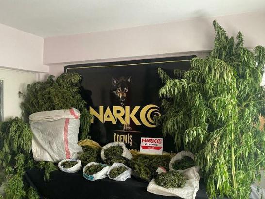 İzmir’de 54 kök Hint keneviri ve 10 kilogram esrar ele geçirildi