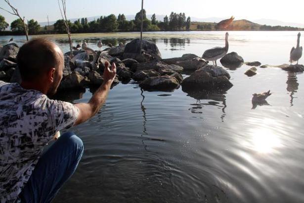 Yiğit ve Ömür ismi verilen pelikanlar Çıldır Gölü'nü mekan tuttu