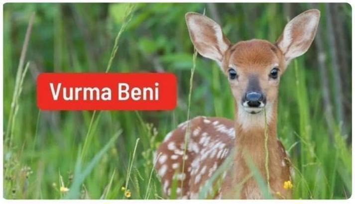 Av izni verilen hayvanlar için 120 bin imza: Vurma Beni