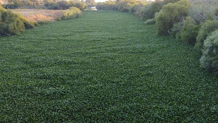 İstilacı su sümbülleri Asi Nehri'nin bazı bölümlerini kapladı