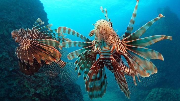 'Aslan balıklarına yaklaşmayın, dokunmayın' uyarısı