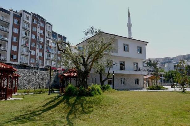 Kuşadası'nda belediye toplam 652 ağacı kesilmekten kurtardı