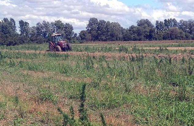 Kırklareli'de 337 bin kök Hint keneviri ele geçirildi