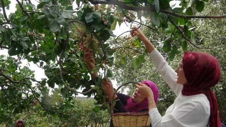 Ayvacık'ta Antep fıstığı hasat şenliği