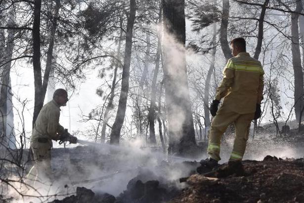 Tütsü yapan arıcı ormanı yaktı (2)- Yeniden