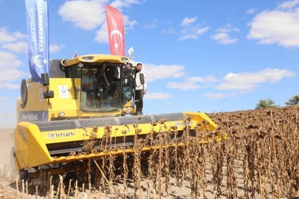 Kahramankazan'da ayçiçeği hasadı