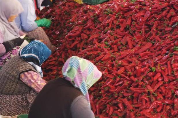 Kulacalı kadınların ürettiği 1400 ton biber salçası Hollanda’ya ihraç edilecek