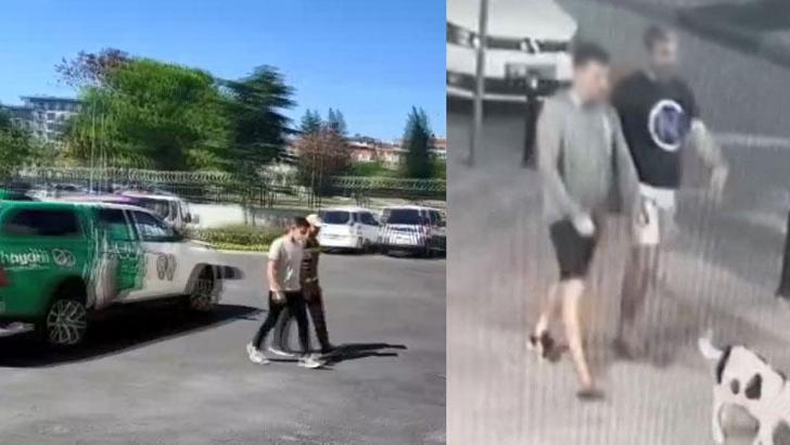 Zeytinburnu'nda sokak kedisini öldüren pitbullun sahibine 14 bin 982 lira ceza verildi