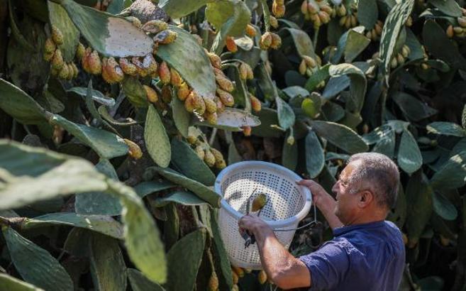 Enerji kaynağı Frenk yemişi dalında çürüyor