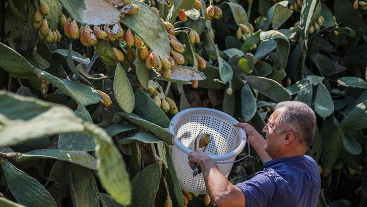 Enerji kaynağı Frenk yemişi dalında çürüyor