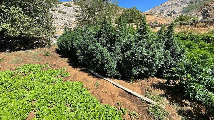 Bingöl'de 3 milyon kök kenevir ve patlamamış havan ele geçirildi