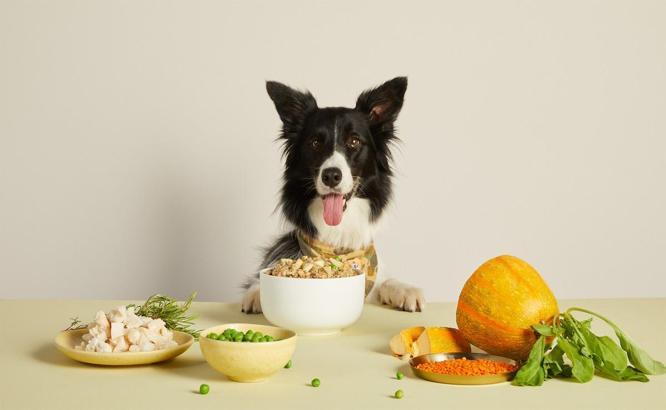 Kedi-köpek maması girişimi, 5,5 milyon TL yatırım aldı